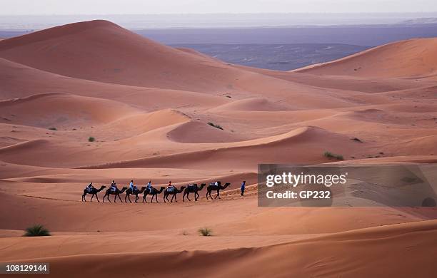 camel train moving across the sahara desert - algeria stockfoto's en -beelden