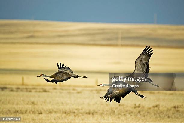 three sandhill cranes taking flight from field - saskatchewan stock pictures, royalty-free photos & images