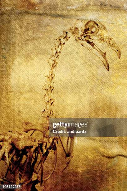 composite image of raptor skeleton on old, yellowing canvas - animal skull stock pictures, royalty-free photos & images