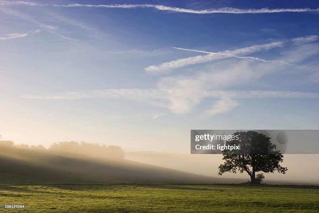 Niebla sunrise con árbol