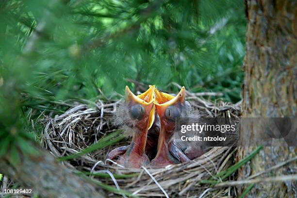 chick in the nest - fågelunge bildbanksfoton och bilder