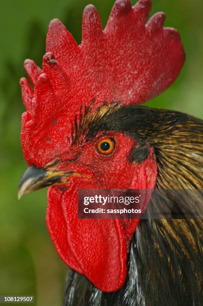 Micro Roster Animal 1,365 Rooster Crest Stock Photos, High-Res Pictures, and Images - Getty ...