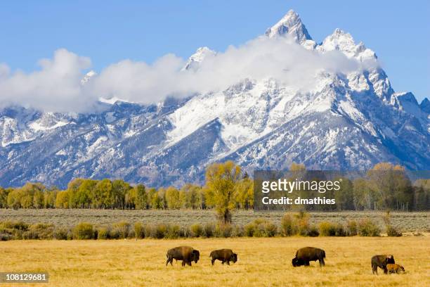 bisonte rebaño en campo con las montañas de fondo. - parque nacional de grand teton fotografías e imágenes de stock