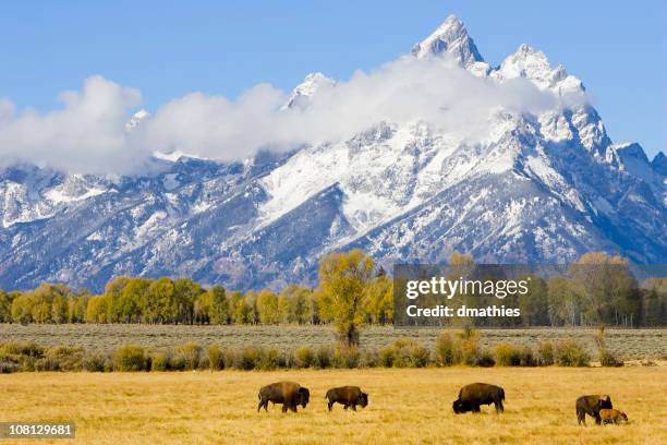 bison herd on field with mountains in background - grand teton national park stockfoto's en -beelden