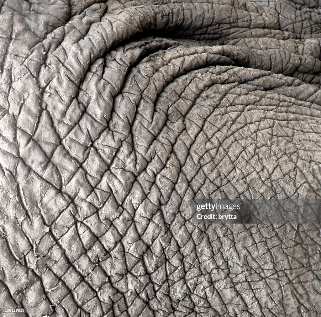 Fond carré de l'Éléphant d'Afrique Ridé peau.