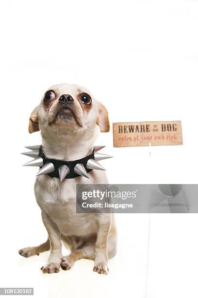 little dog wearing spiked collar with beware of sign - warning sign white background stock pictures, royalty-free photos & images