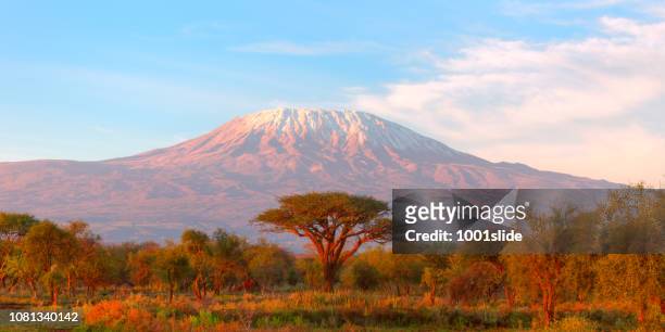mount kilimanjaro med acacia - african village bildbanksfoton och bilder