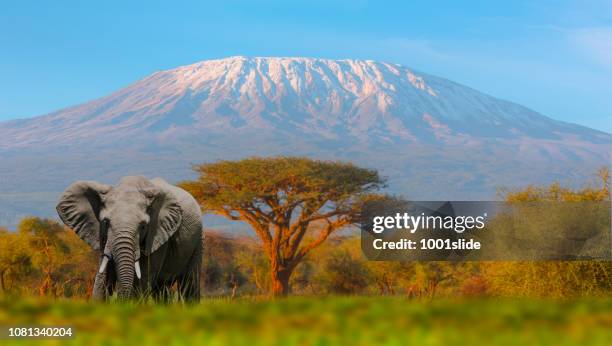 monte kilimanjaro con acacia - monte kilimanjaro fotografías e imágenes de stock