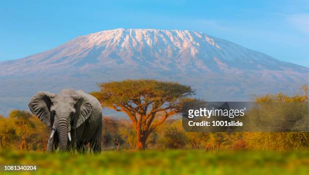 mount kilimanjaro with acacia - tanzania stock pictures, royalty-free photos & images