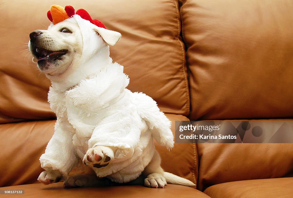 Dog wears chicken costume, then objects