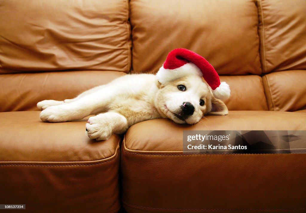 Puppy wears a christmas hat, lounges on sofa