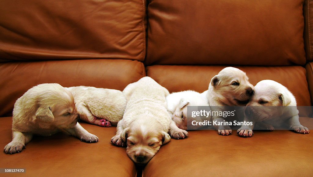 Six 2-week old puppies sit on sofa and wonder
