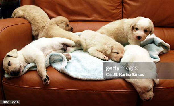 six puppies asleep on a blanket - mittelgroße tiergruppe stock-fotos und bilder