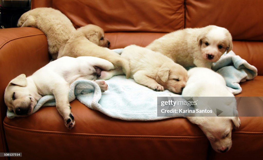 Six puppies asleep on a blanket