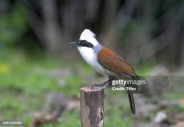 white-crested laughingthrush; garrulax leucolophus, lovely bird. - garrulax leucolophus stock pictures, royalty-free photos & images