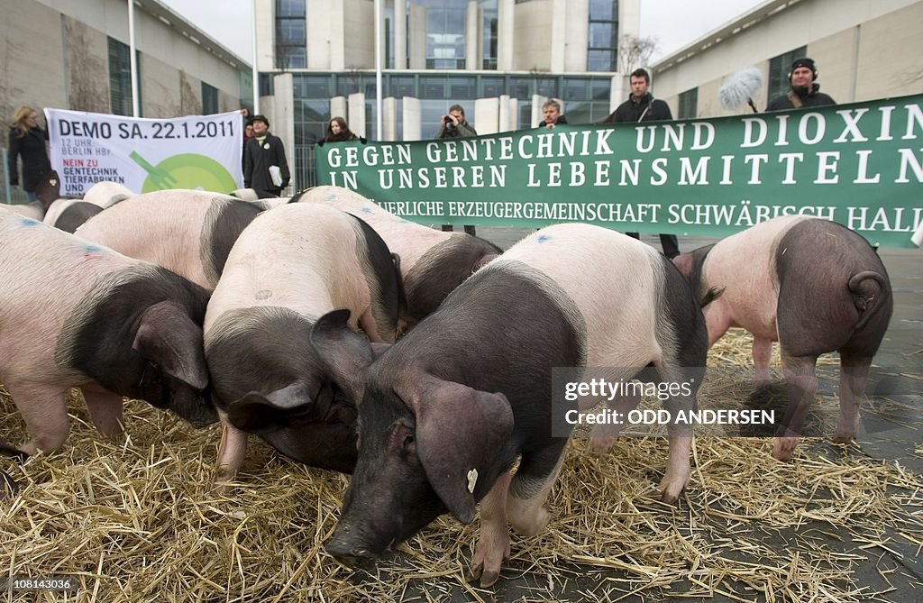 Pigs Protesting A herd of pigs takes part in a demonstration protesting the dioxin ...