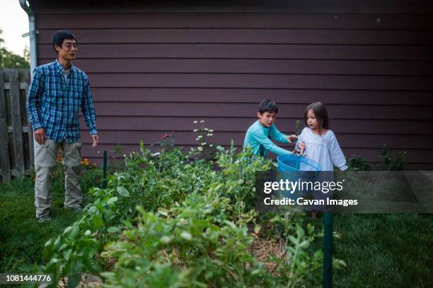 father looking at children catching firefly with butterfly net at backyard - catching fireflies stock pictures, royalty-free photos & images