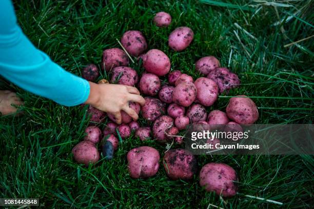 cropped hand of boy picking purple harvested potatoes from grassy field - american potato farm stockfoto's en -beelden