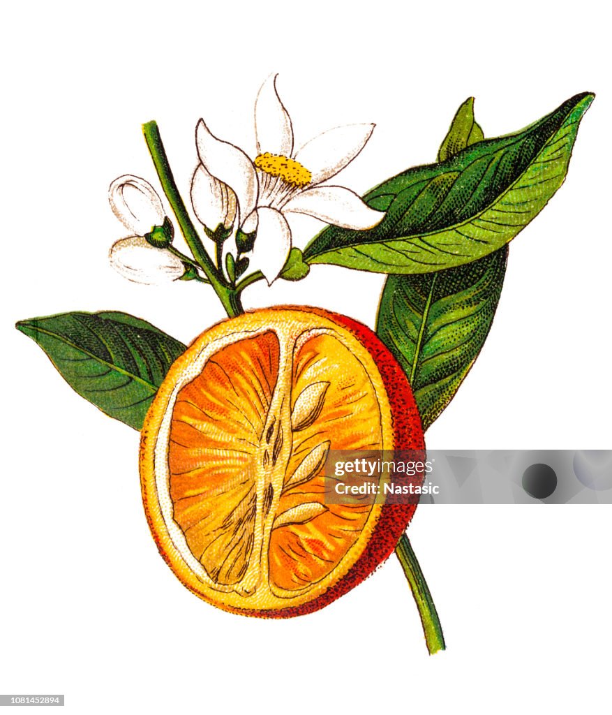 Citrus aurantium (laranja amarga, laranja de Sevilha, laranja azeda, laranja bigarade, laranja marmelada) (Citrus vulgaris)