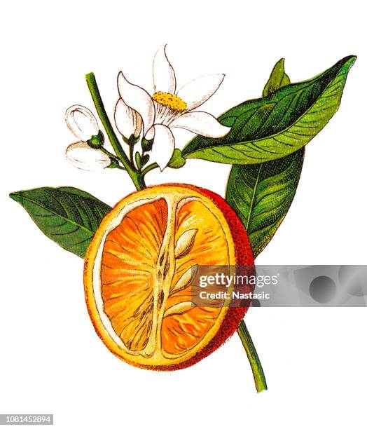 bildbanksillustrationer, clip art samt tecknat material och ikoner med citrus aurantium (bitter apelsin, pomerans, sour orange, orange bigarade, marmelad apelsin) (citrus vulgaris) - apelsin