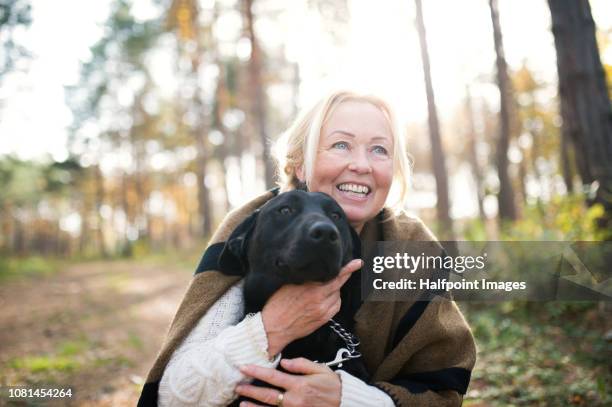 a portrait of a happy senior woman with a dog in autumn nature. - dog walker 個照片及圖片檔