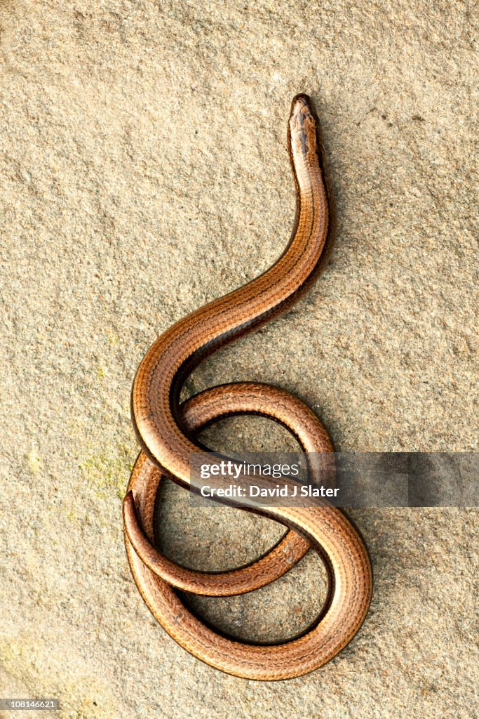 SLOW WORM