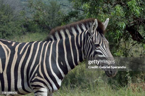 hartmann's mountain zebra - cebra de montaña fotografías e imágenes de stock