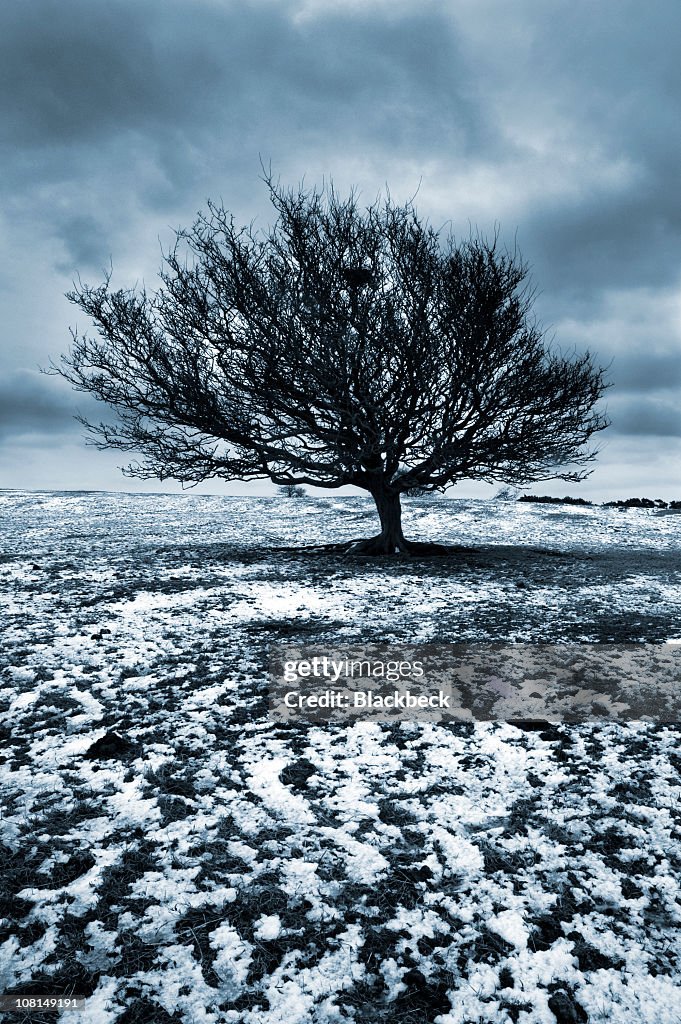 Lone Tree em campo coberto de neve com nuvens cinzentas