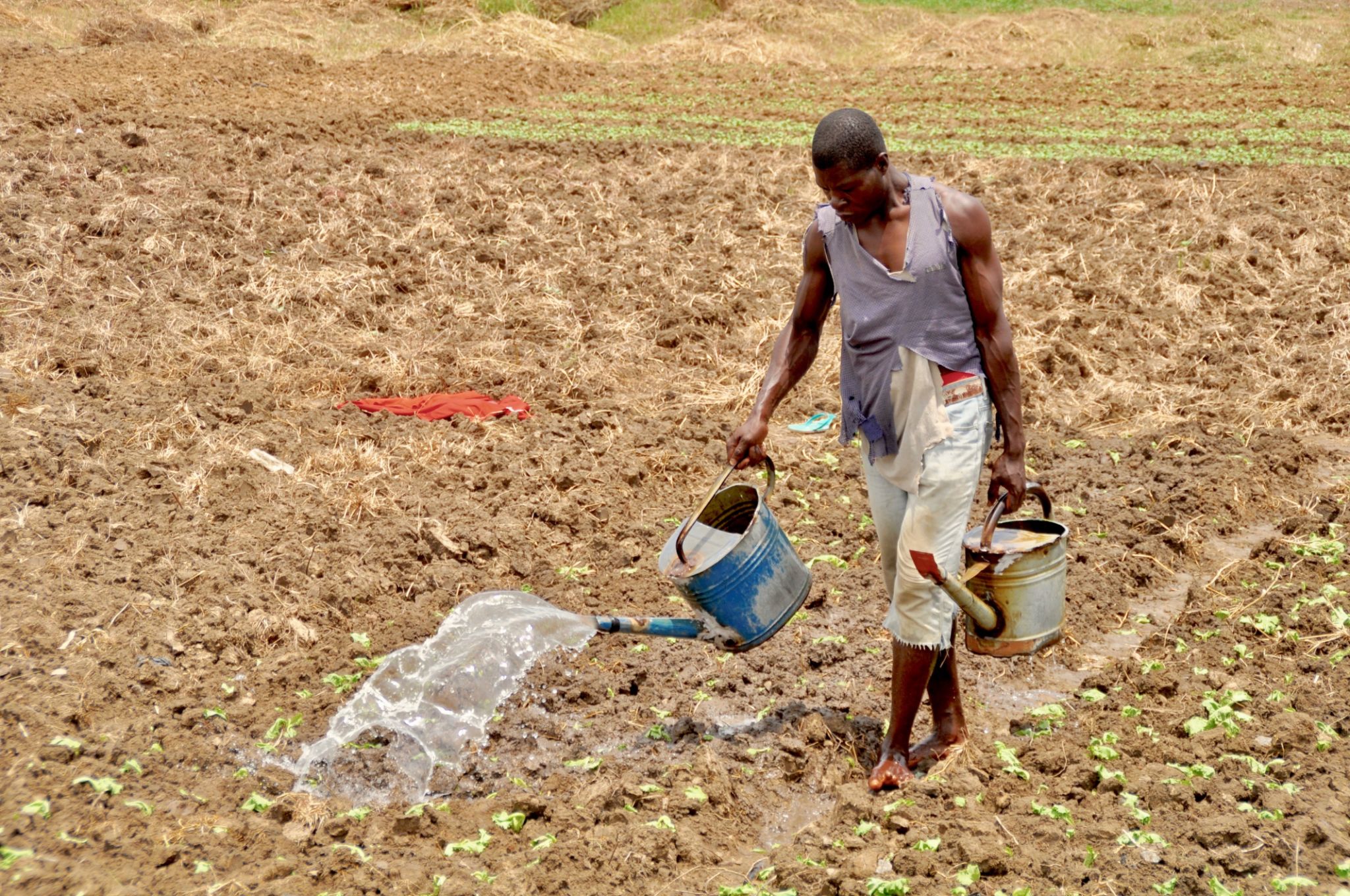 ghanaian farmers