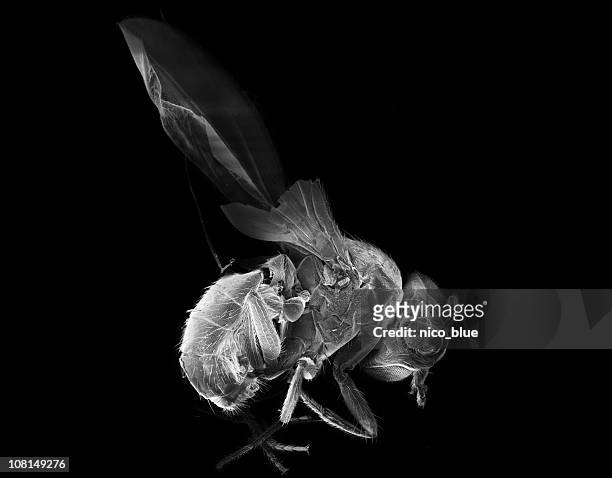 drosophila melanogaster - fruit flies stock pictures, royalty-free photos & images