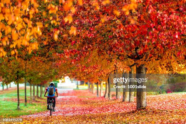 herfst, gekleurde maple vertrekt van vancouver stanley park met mist - stanley park vancouver canada stockfoto's en -beelden