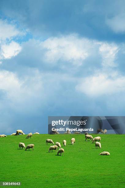 rebaño de oveja en pasto verde y azul cielo nublado - rebaño de oveja fotografías e imágenes de stock