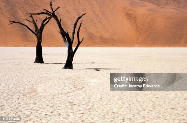 petrified acacia in the namib desert, namibia - windhoek stock pictures, royalty-free photos & images