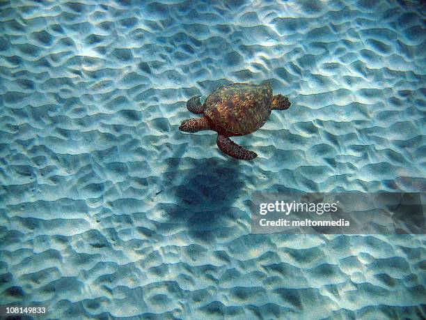 sea turtle swimming underwater - tahiti stock pictures, royalty-free photos & images