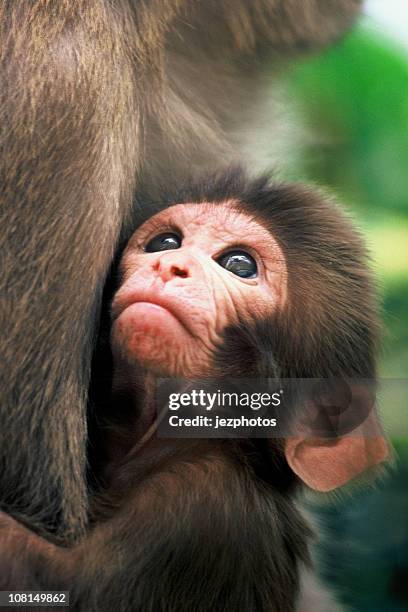 macaco rhesus bebé en las madres contempla los brazos - compassionate eye fotografías e imágenes de stock