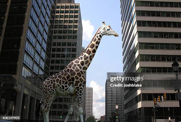 giraffe in city street - urban wildlife stock pictures, royalty-free photos & images