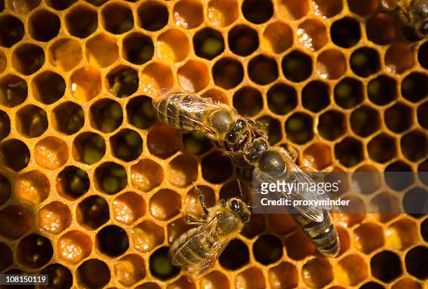 honeybee with queen bee on honeycomb - queen bee stock pictures, royalty-free photos & images