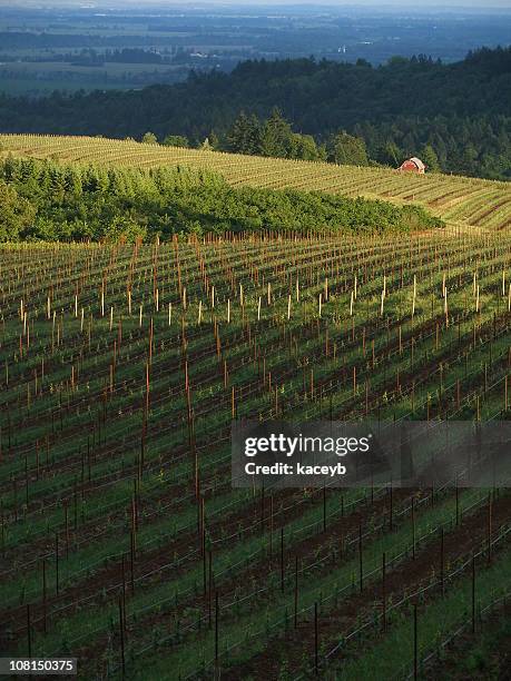 vineyard at sunset - willamette valley stock pictures, royalty-free photos & images