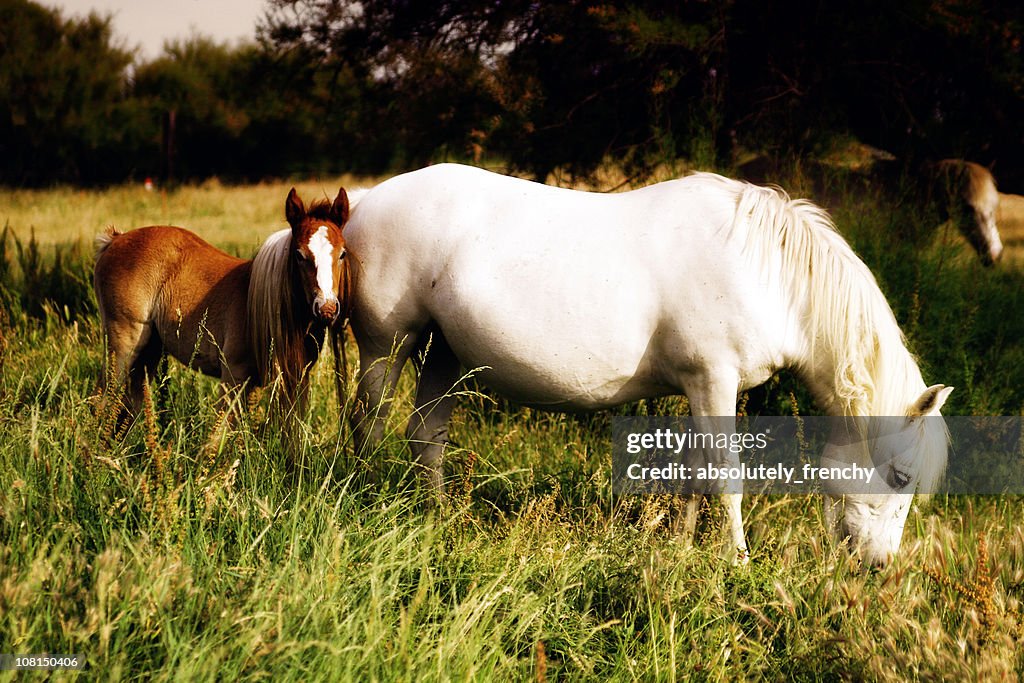 Camargue Horses: A Mare and Foal