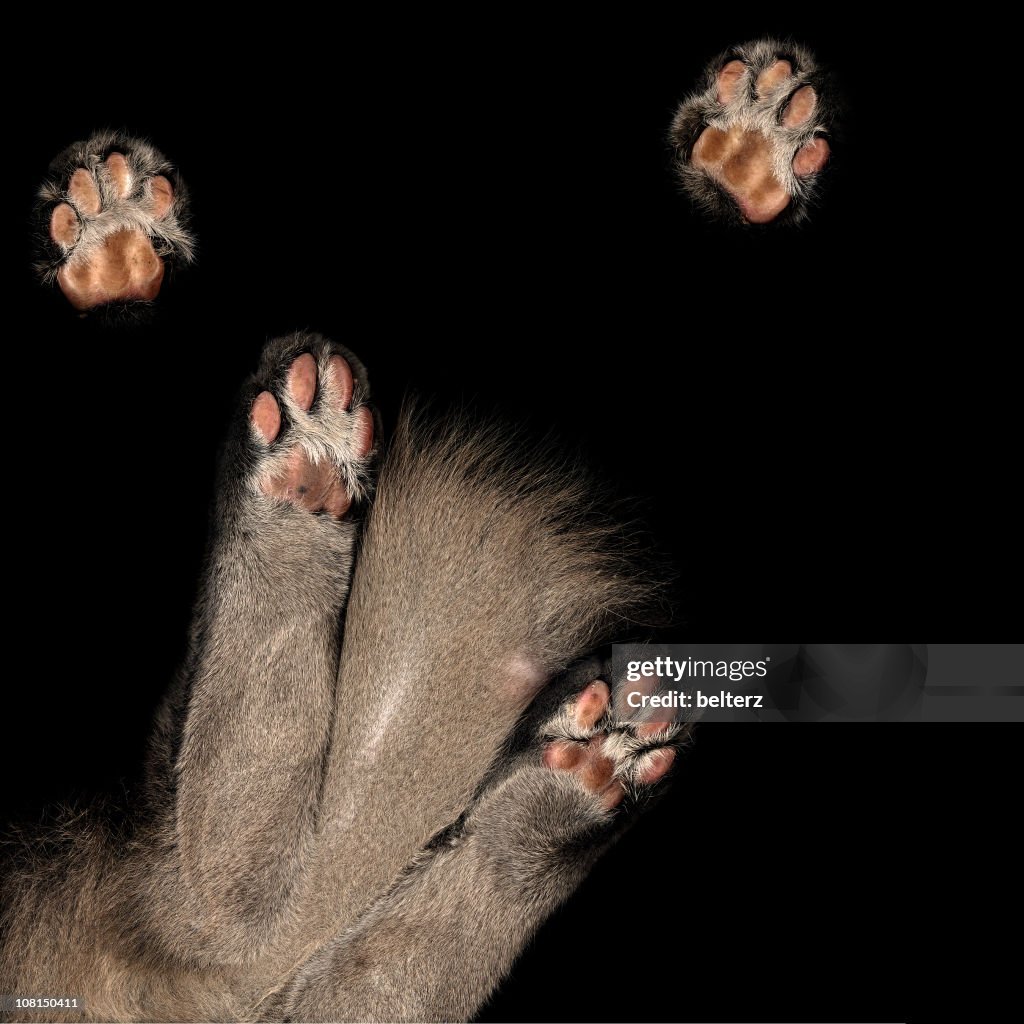 猫の足形の腹部スキャンアゲインスト黒色の背景