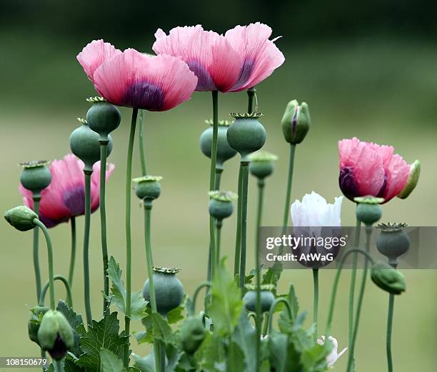 bloomed and unopened poppy flowers - opium poppy stock pictures, royalty-free photos & images