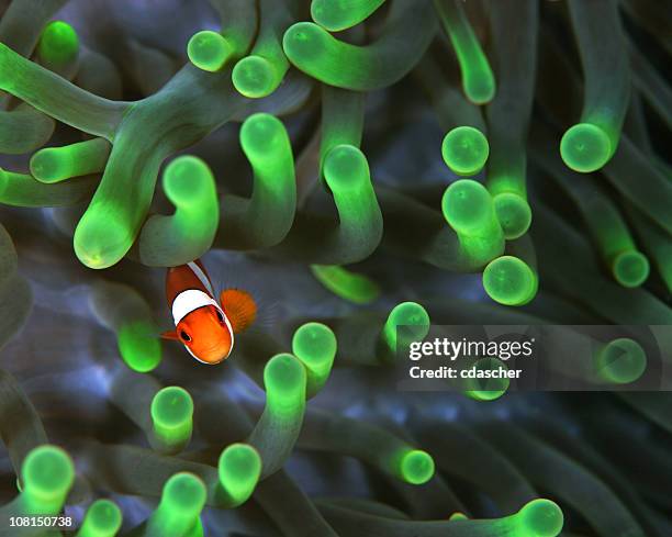 anemonenfisch - anemonefish stock-fotos und bilder