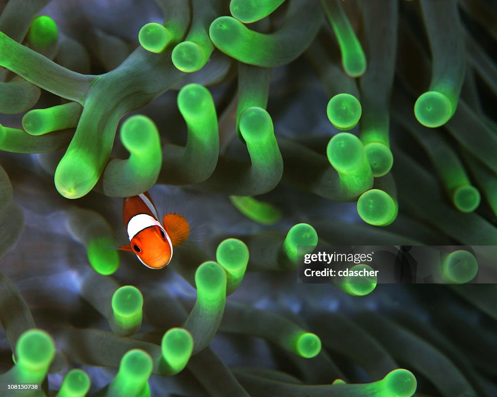 A clown fish amongst glowing green anemones