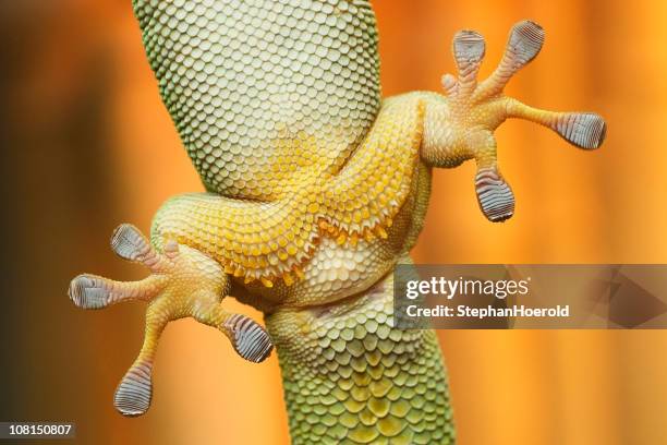 close up view of gecko füße clinging auf glas - gecko stock-fotos und bilder