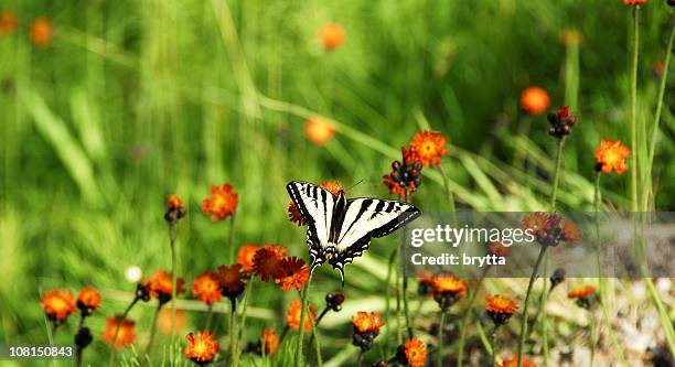 butterfly sitting on orange wildflowers in meadow - schubvleugelige stockfoto's en -beelden