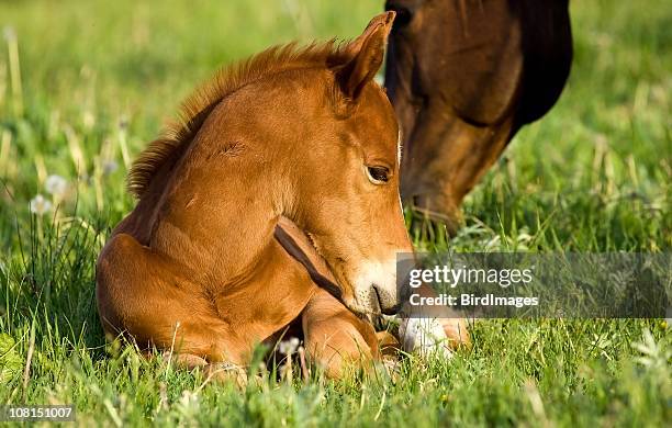 junge pony sitzbereich mit mutter grasen auf der rückseite - fohlen stock-fotos und bilder