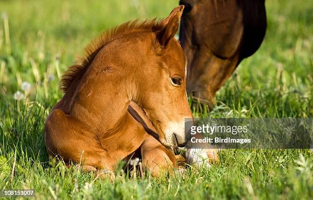 jovem cavalo estar com a mãe pastando na parte de trás - potro - fotografias e filmes do acervo