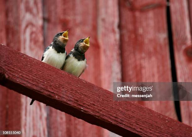 two swallows with beaks open - zwaluw stockfoto's en -beelden