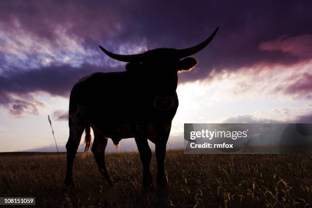 backlit steer - texas longhorn cattle 個照片及圖片檔