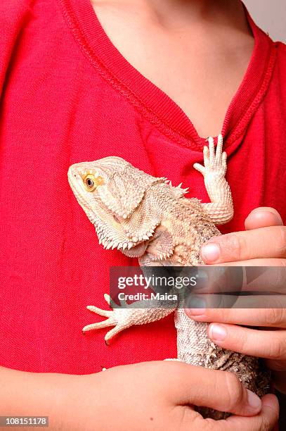 exotic pet lizard climbing boy's shirt - lizard stock pictures, royalty-free photos & images